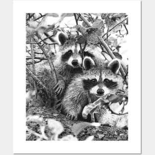 Cute Raccoons Up in a Tree Posters and Art